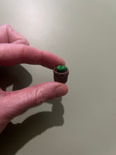 Load image into Gallery viewer, Mini plant - Lithops
