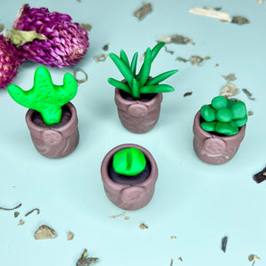 Mini plant - Cactus